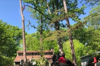 A worker is high up in a tall tree, cutting a large branch, while others operate equipment on the ground near a house surrounded by lush green trees.
