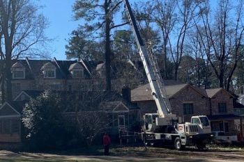 A large crane is positioned in front of a brick house, lifting or removing a tall tree. A person stands nearby, observing the operation. The scene is set in a residential neighborhood with trees in the background.