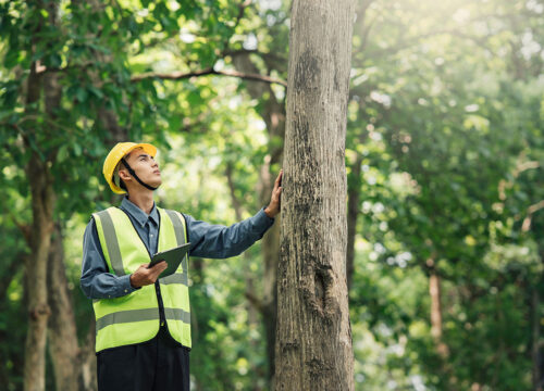 A person wearing a yellow hard hat and reflective vest holds a tablet and examines a tree in a forest, surrounded by greenery and sunlight filtering through the leaves.