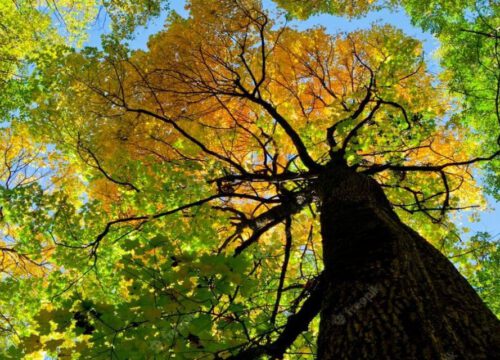 Looking up at a tall tree with a dark trunk and branches, surrounded by green and yellow leaves, with blue sky visible through the foliage. The leaves show signs of seasonal change.