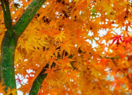 A close-up of a tree with green branches and vibrant orange and yellow autumn leaves, creating a colorful, seasonal canopy.