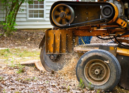 A tree stump grinder machine in action, grinding a tree stump and spraying wood chips and debris, with a house and tree in the background.