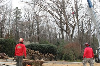 Tree Removal / Tree Cutter Peachtree Corners GA