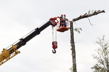 Two workers in a raised cherry picker are trimming branches from a tall tree using a crane. They are wearing helmets and safety gear, with one large tree limb already partially cut.
