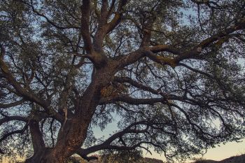 Arborist in Peachtree Corners GA