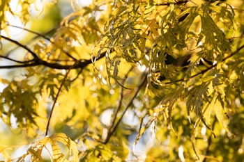 Golden-yellow leaves on tree branches are illuminated by sunlight, creating a warm, dappled effect with blurred background.