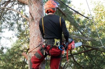 A person wearing safety gear and a helmet uses a chainsaw while secured with ropes, standing on a tree during tree trimming or removal work.