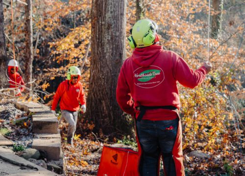 Three workers in red hoodies and safety helmets are in a wooded outdoor area with autumn leaves. One worker stands in the foreground holding a rope, while two others walk along a path of stone steps in the background.