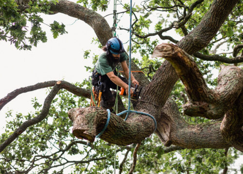 A tree worker wearing safety gear uses a chainsaw to cut a large branch while secured with ropes high in a leafy tree.