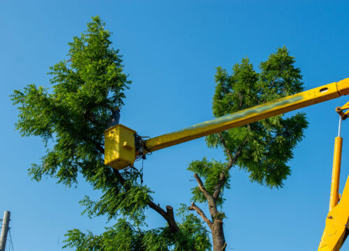 A yellow hydraulic lift extends toward the branches of a green leafy tree against a clear blue sky, with part of another tree and a utility pole visible in the background.