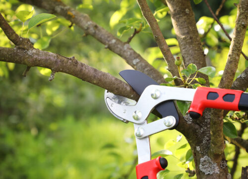 A close-up of red-handled pruning shears cutting a tree branch outdoors, with green leaves and blurred foliage in the background.