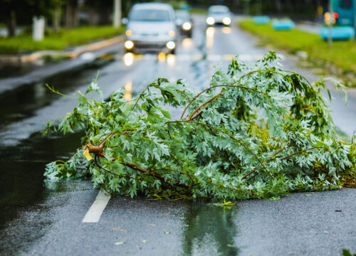 A large tree branch lies across a wet road, blocking one lane. Cars approach in the background, and the surrounding area appears damp from recent rain.