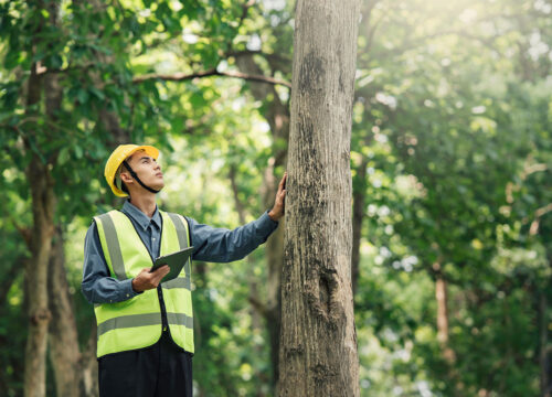 A man wearing a yellow hard hat and a reflective vest stands in a forest, holding a tablet and examining a tree, surrounded by lush green foliage and sunlight filtering through the leaves.