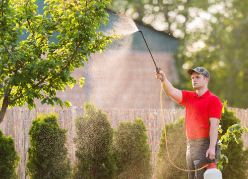 A man wearing a red shirt and cap sprays liquid onto a tree in a garden using a hose attached to a pesticide or fertilizer tank. Green bushes and a fence are visible in the background.