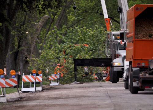 Workers trim trees along a road lined with orange and white barricades. Trucks and equipment are parked on the street, with branches being collected and leafy trees in the background.