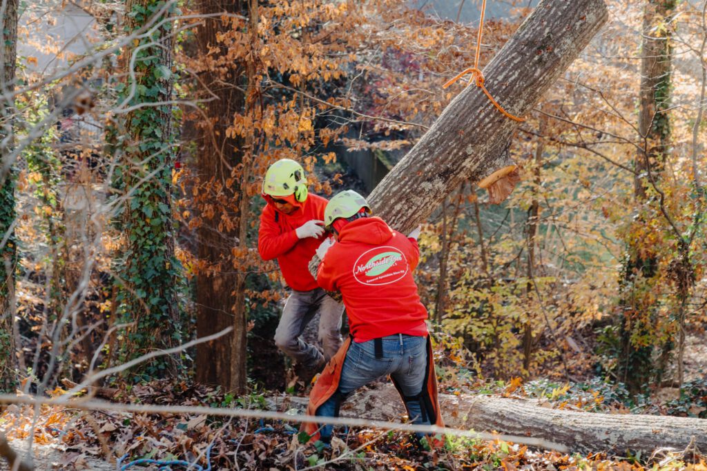 5 Essential Tips for Emergency Tree Removal - Northside Tree Professionals