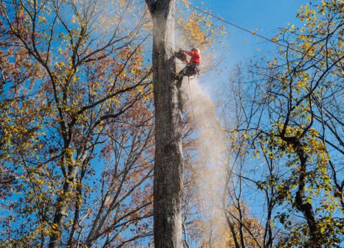 A person in safety gear uses a chainsaw to cut the top of a tall tree, surrounded by autumn foliage and blue sky, with sawdust spraying into the air.