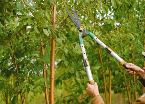 A person uses long-handled pruning shears to trim the branches of a leafy green tree outdoors.