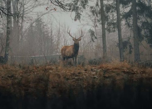 A deer with antlers stands in a misty forest clearing, surrounded by tall trees and dry grass, with a foggy atmosphere in the background.
