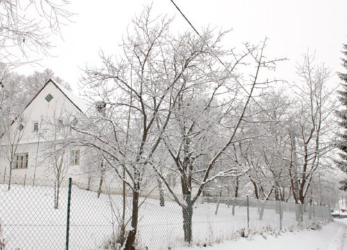 A snow-covered yard with leafless trees stands next to a wire fence; a white house and tall evergreen trees are in the background, all under an overcast winter sky.