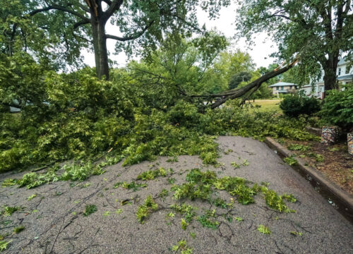A large tree has fallen across a residential street, blocking the road and covering it with green leaves and branches. Houses and lawns are visible in the background.