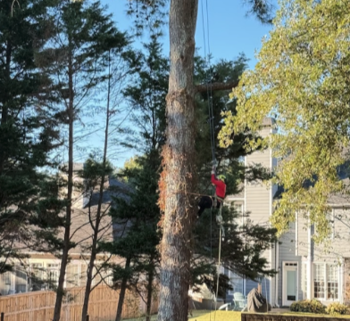 A person in a red shirt uses climbing gear to ascend a tall tree in a fenced backyard with a house and outdoor furniture visible in the background.