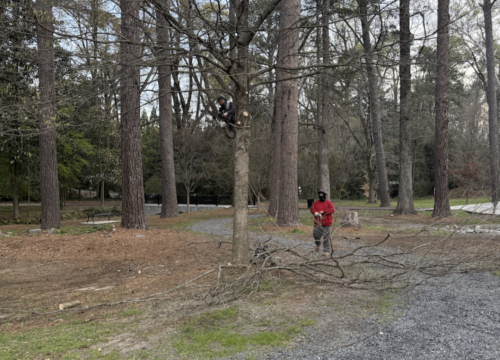 A child climbs a leafless tree while another person in a red shirt stands below on a gravel path in a wooded park area, with scattered branches on the ground.