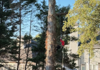 A person in a red shirt uses climbing gear to ascend a tall tree in a fenced backyard with a house and outdoor furniture visible in the background.