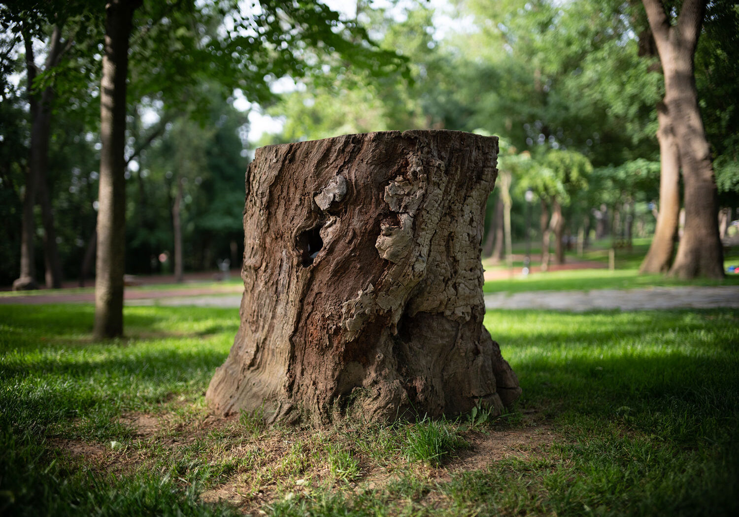 A large tree stump sits on green grass in a sunlit park, surrounded by tall trees and shaded areas. The background is slightly blurred, highlighting the texture of the stump.
