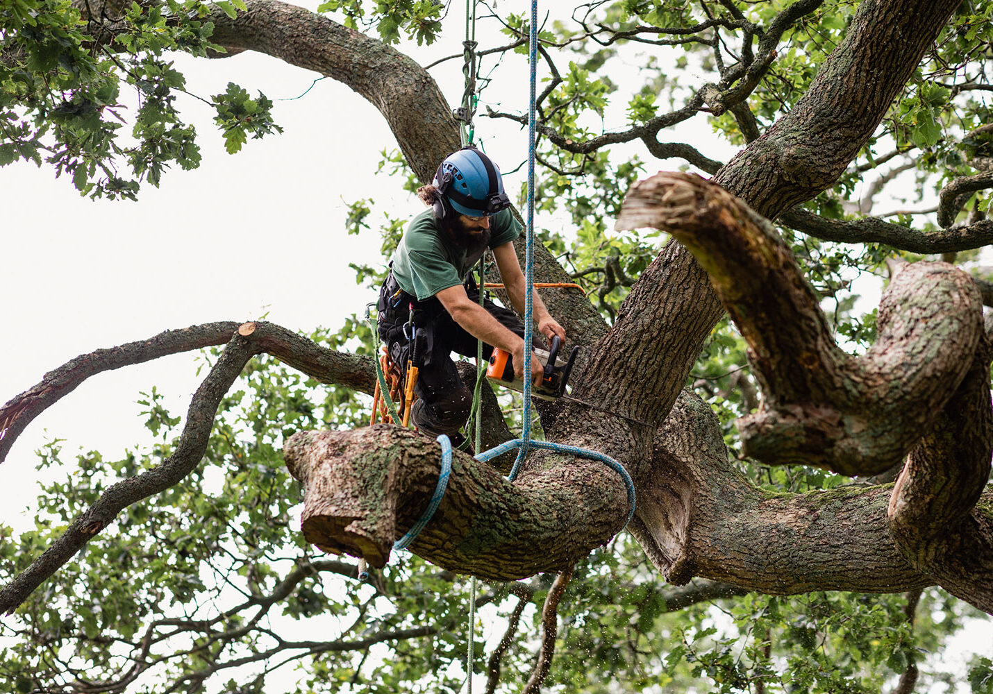 A tree worker wearing safety gear uses a chainsaw to cut a large branch while secured with ropes high in a leafy tree.