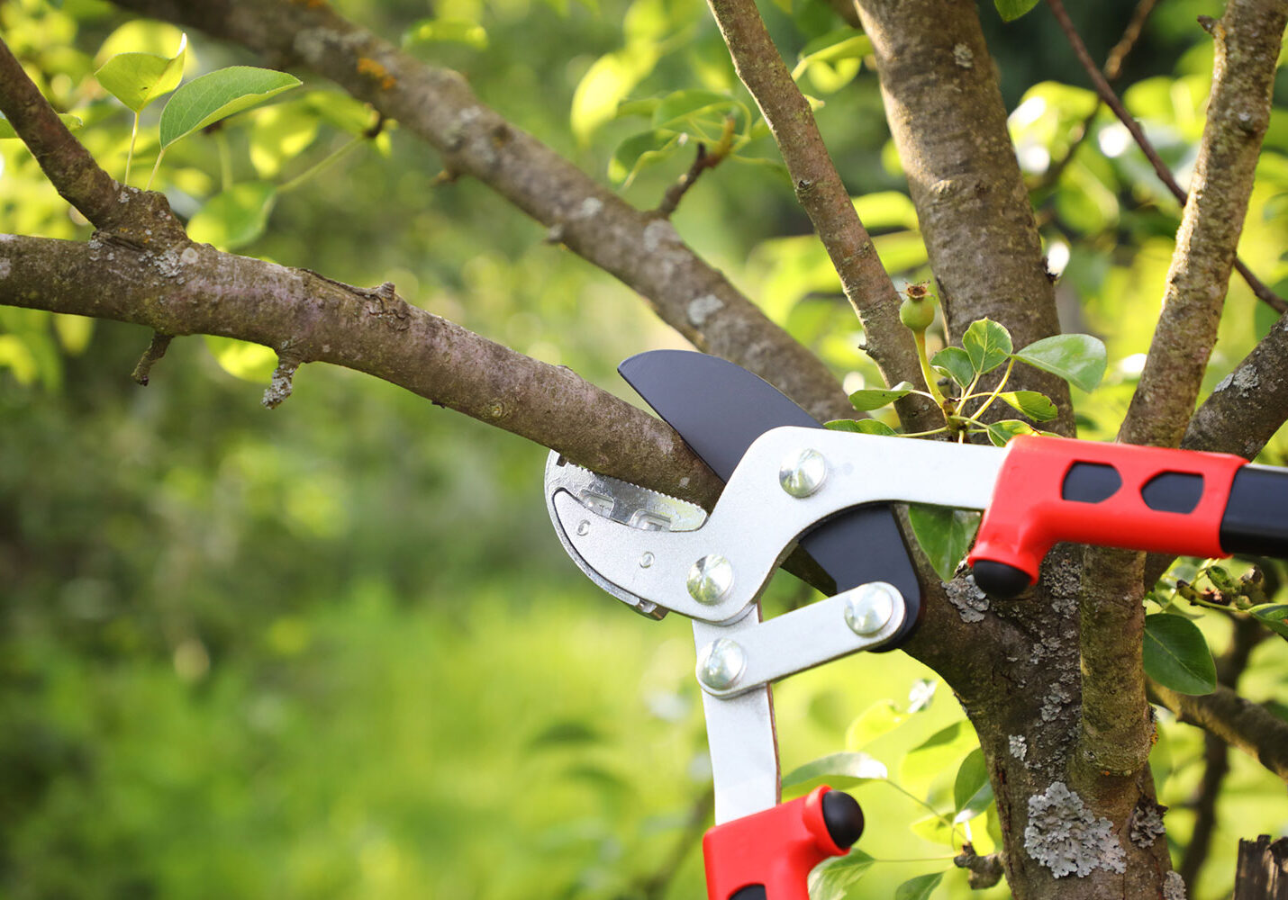 A close-up of red-handled pruning shears cutting a tree branch outdoors, with green leaves and blurred foliage in the background.
