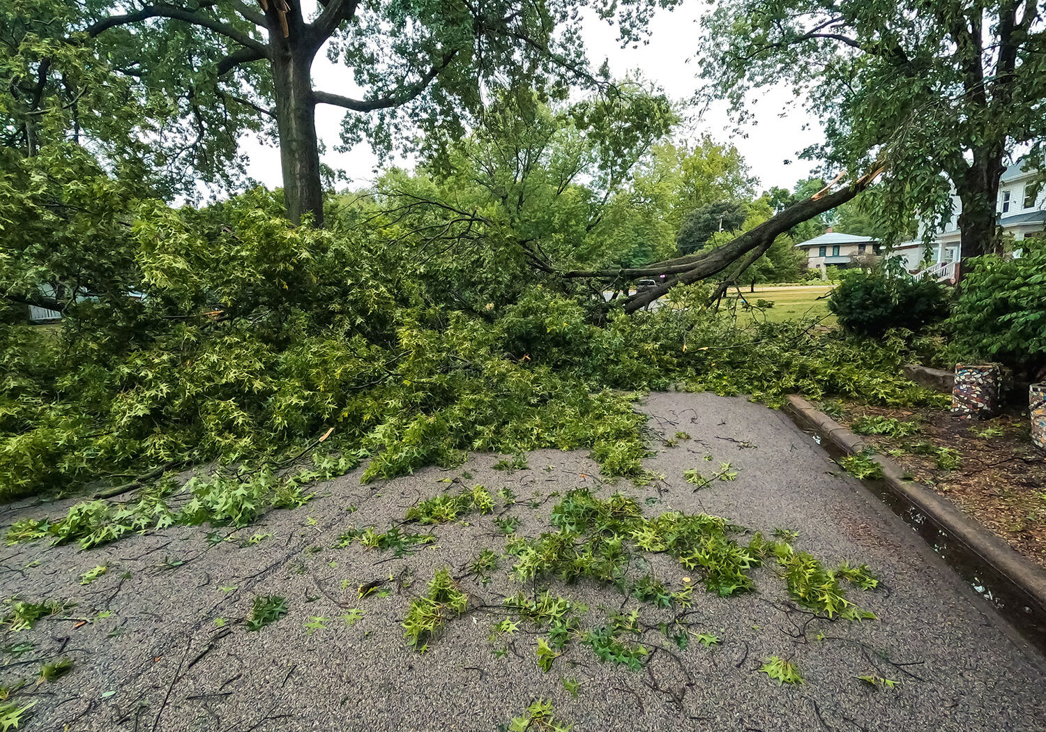 A large tree has fallen across a residential street, blocking the road and covering it with green leaves and branches. Houses and lawns are visible in the background.