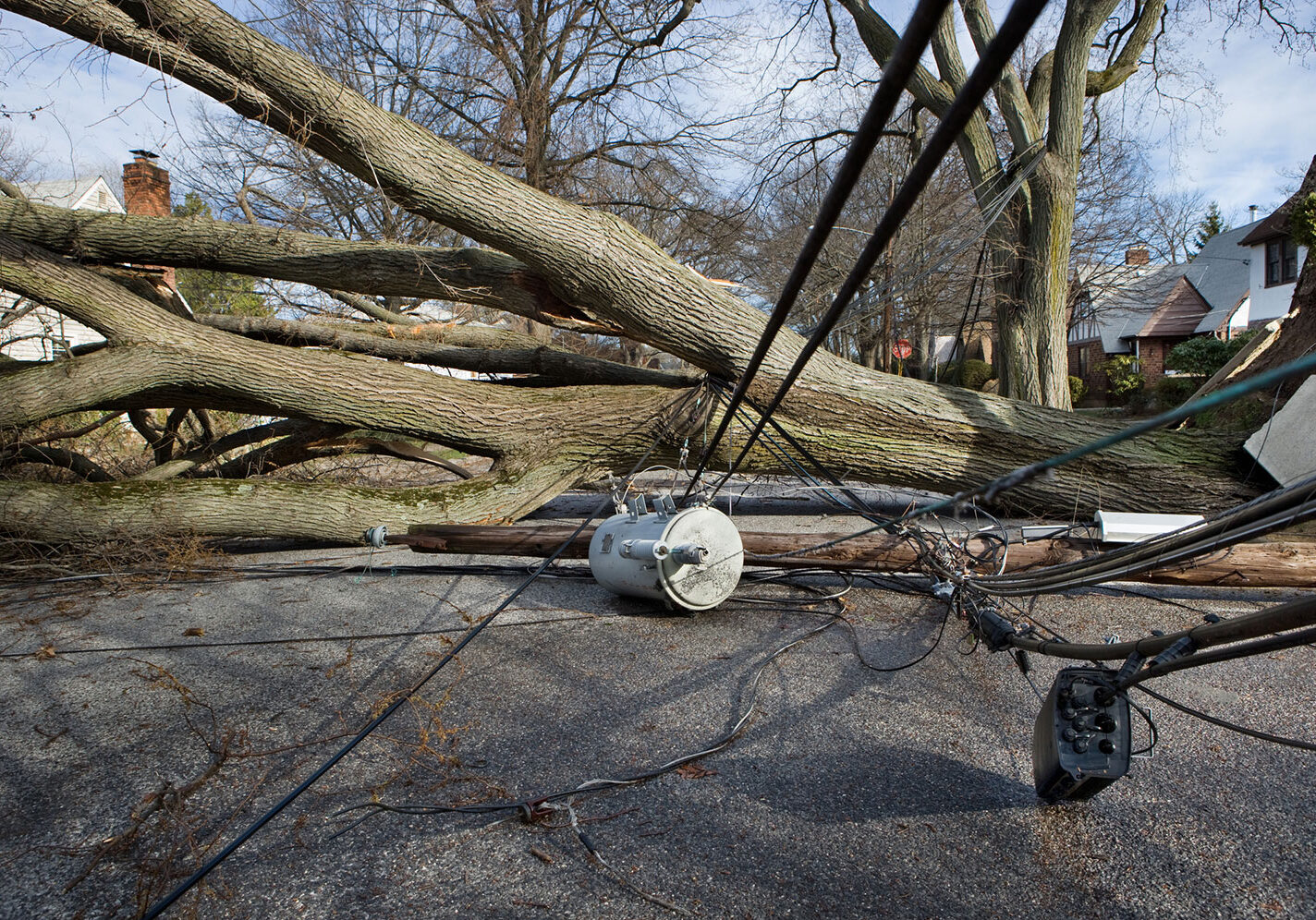 A large tree has fallen across a residential street, bringing down power lines and a utility pole. Wires and a transformer are scattered across the pavement, and houses are visible in the background.